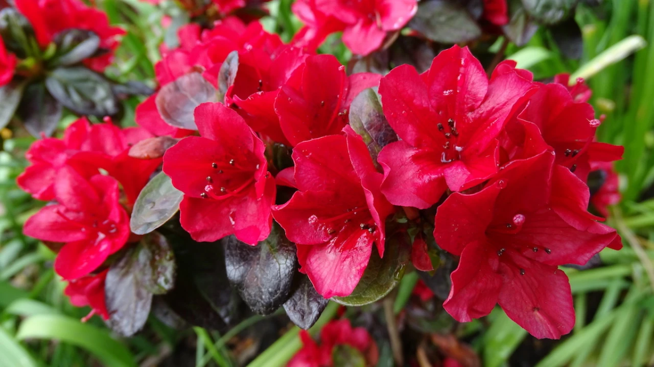 Wards Ruby